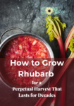 rhubarb