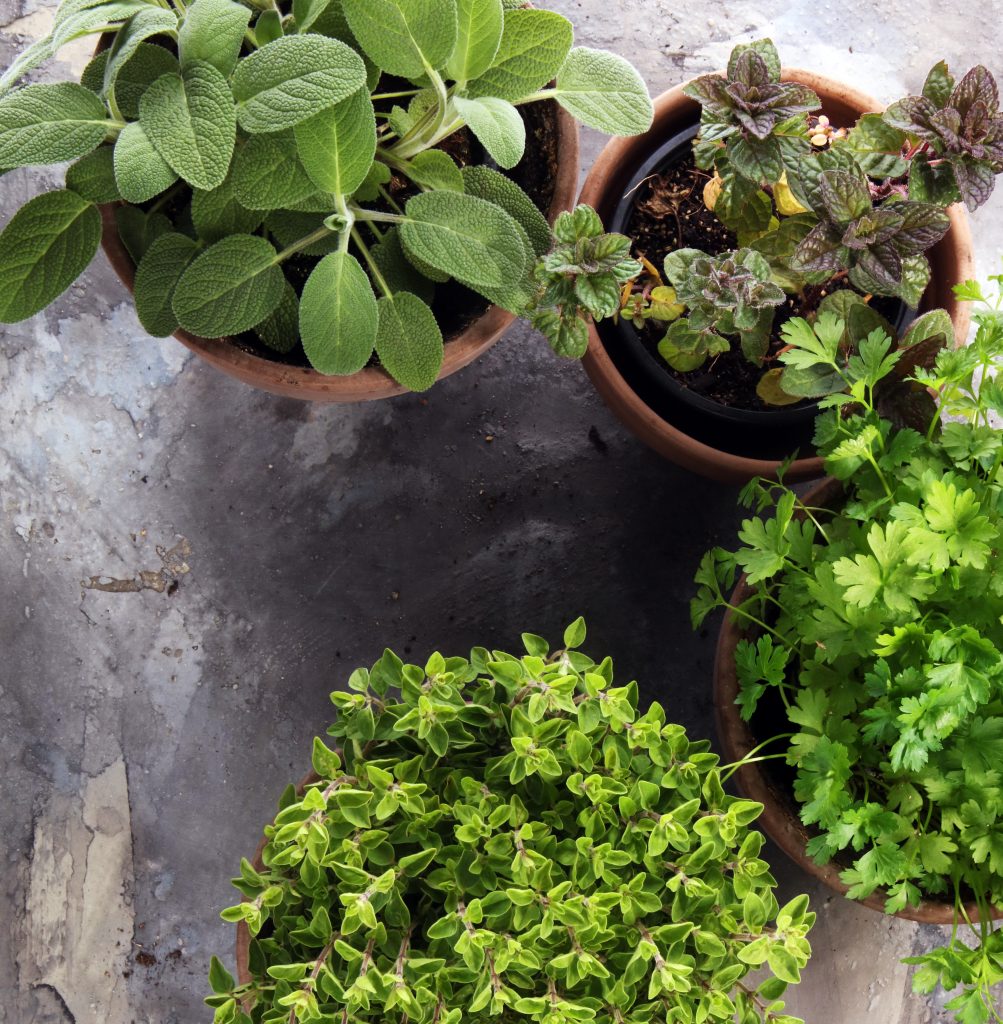 7 Creative Herb Garden Ideas for Growing Herbs in Containers | Joybilee