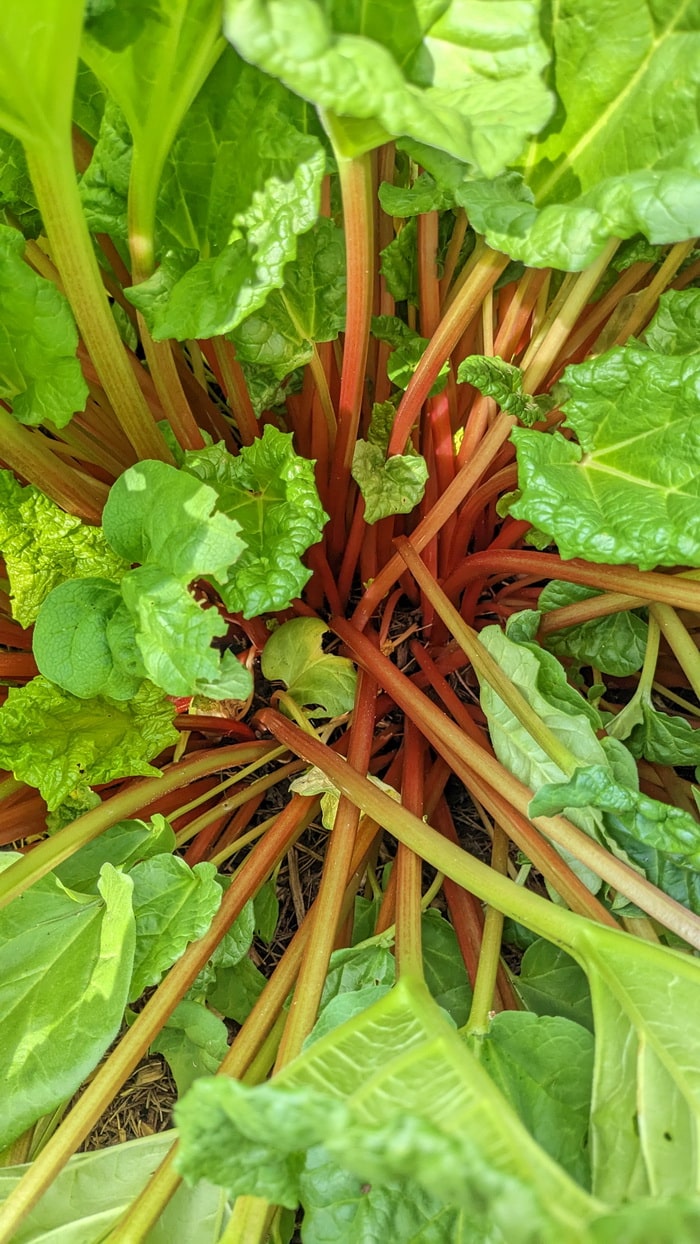 Victoria Rhubarb