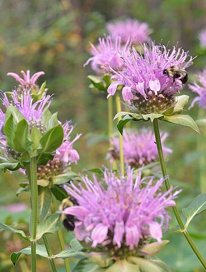 Monarda/Bergamot flowers