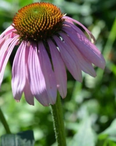 Echinacea flower