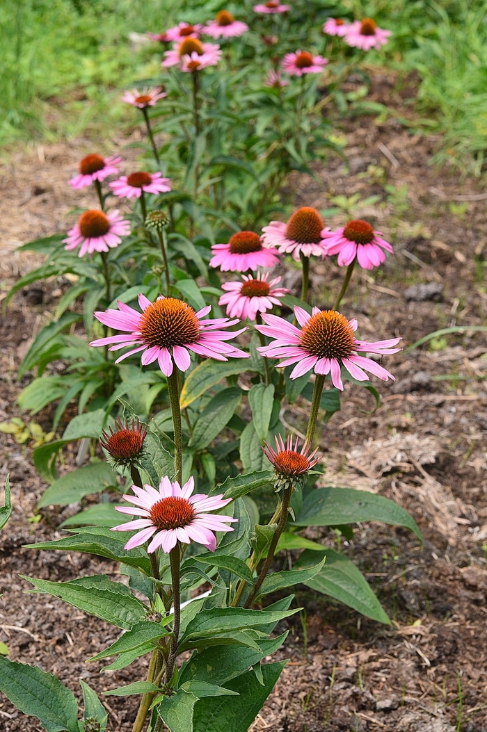 Growing Echinacea flowers