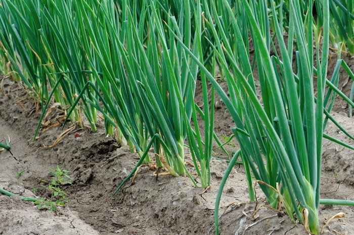 3 Perennial Onions To Grow Even If You Live In Zone 3,Cellulose In Food Definition
