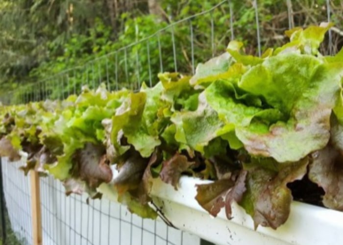 Herbs in gutters