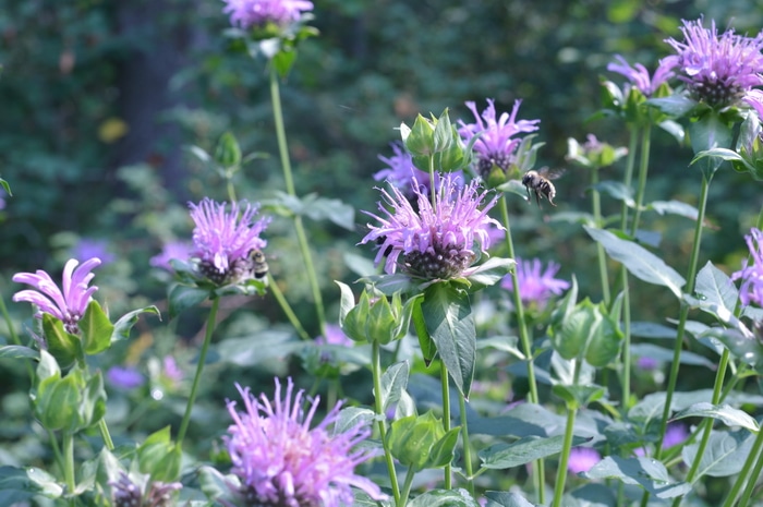 Growing And Using Bee Balm In The Kitchen And The Apothecary