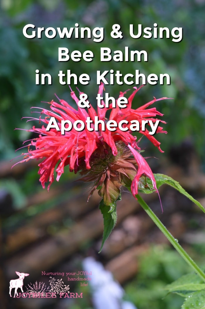 Growing And Using Bee Balm In The Kitchen And The Apothecary Joybilee Farm Diy Herbs Gardening