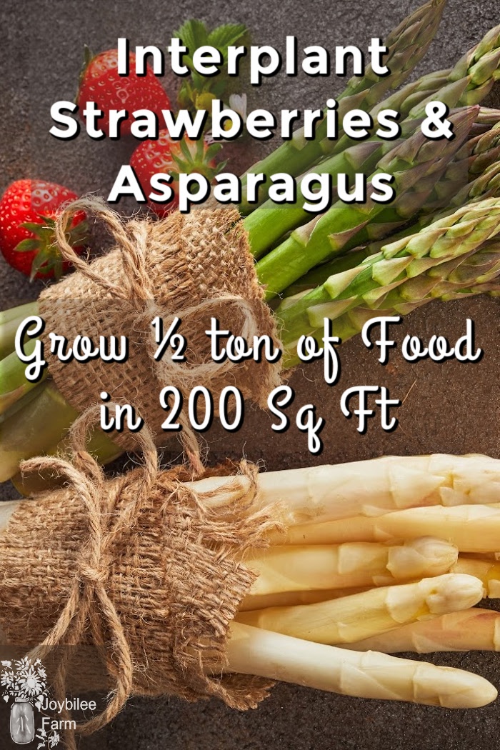 How to grow strawberries and asparagus the permaculture way