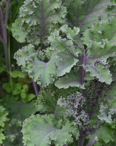 scarlet kale leaves - grow kale year-round