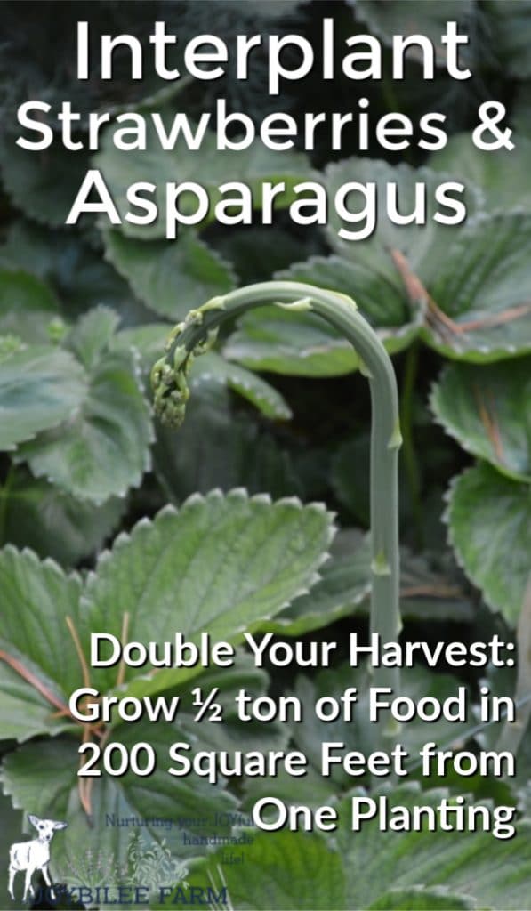 strawberry and asparagus plant