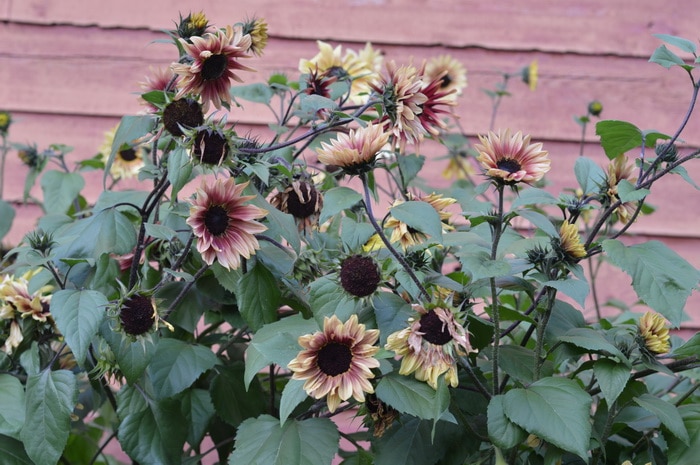 10 Types of Sunflowers to Grow for a Picture Perfect Garden
