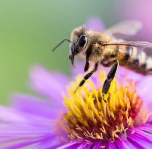 A bee on a purple flower