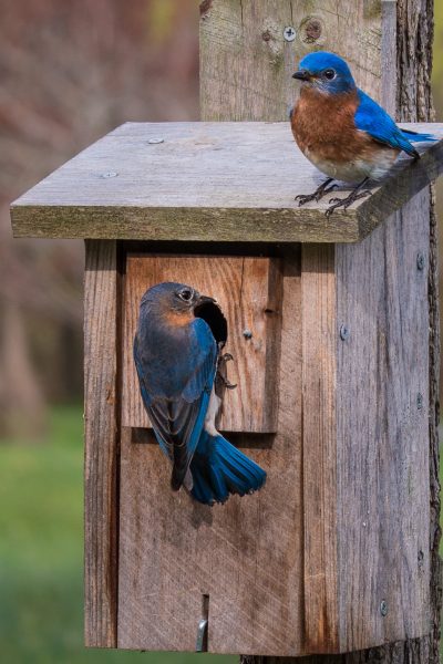 2 Bluebirds on a birdhouse