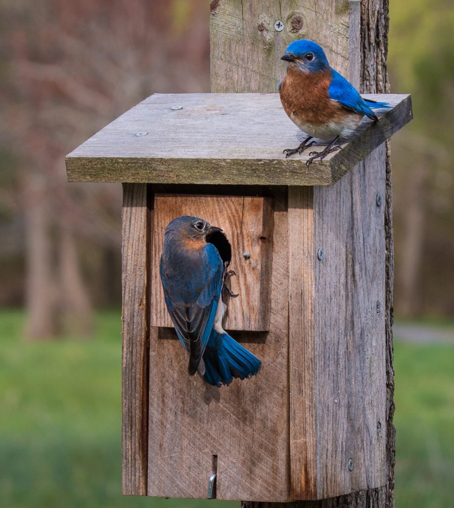 Build A BlueBird House And Reduce Insect Pests In Your Garden The Lazy 