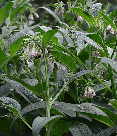 comfrey plants