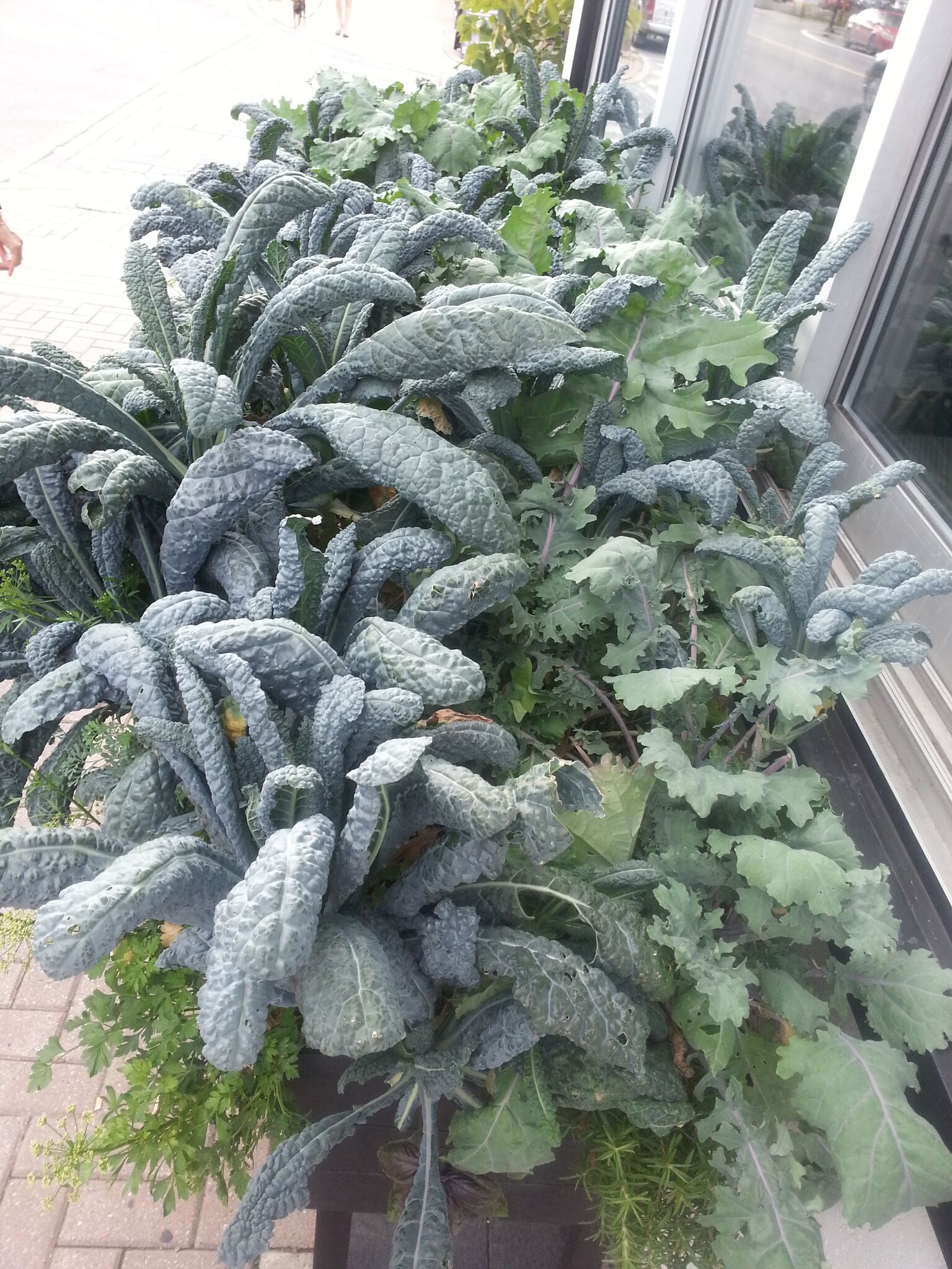Two kinds of kale growing in a planter on a commercial street in Ottawa, Canada.