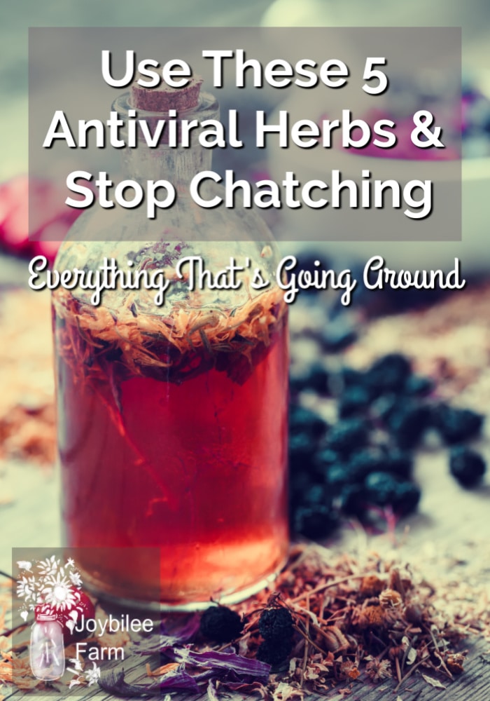 Use These 5 Antiviral Herbs and Stop Catching Everything