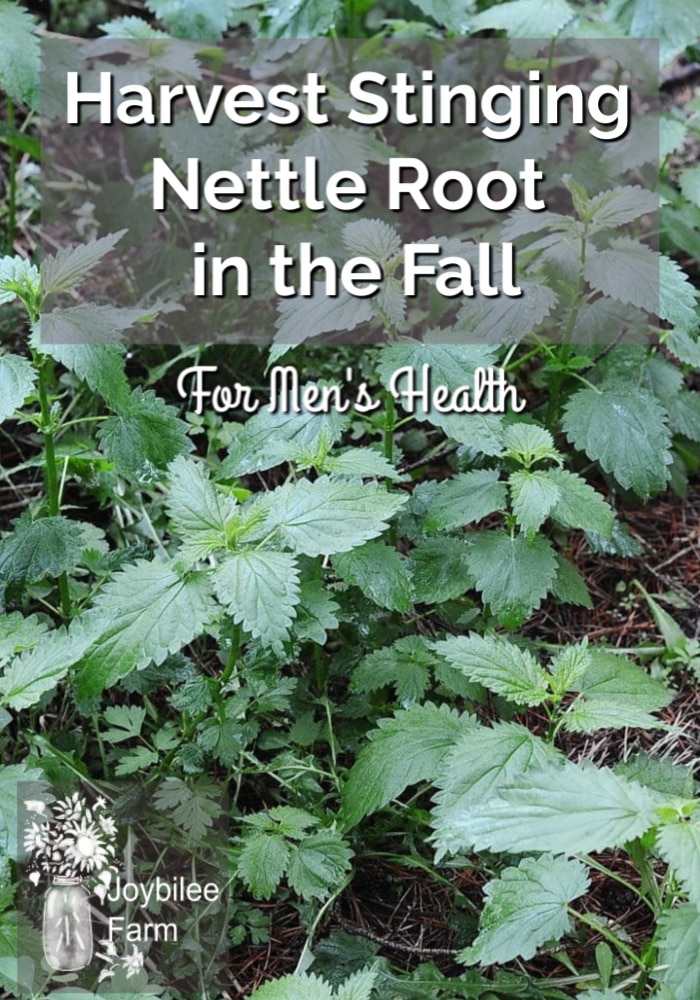 Harvest Stinging Nettle Root in the Fall for Men's Health ...