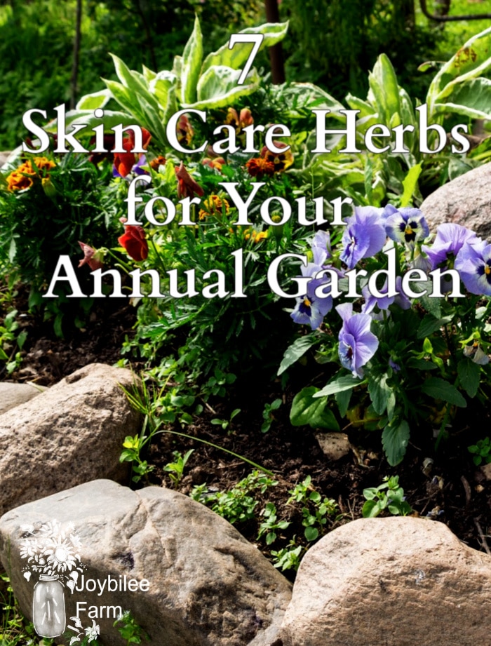 7 Skin Care Herbs For Your Annual Garden