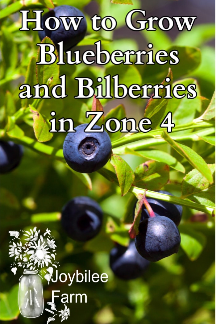 How to Grow Blueberries and Bilberries in Zone 4