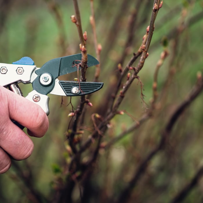 How to Grow Black Currants in Zone 3 for Delicious Berries