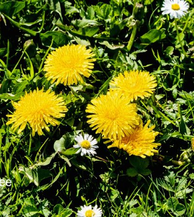 green spring lawn with dandelion flowers and daisies