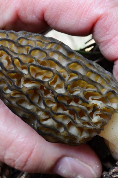 morel mushroom