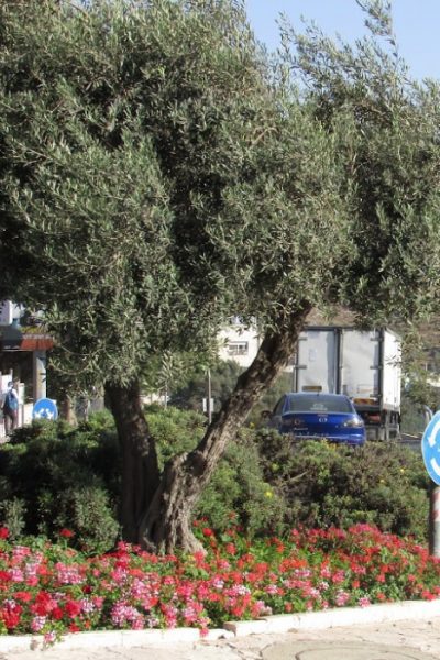 olive tree growing in a roundabout