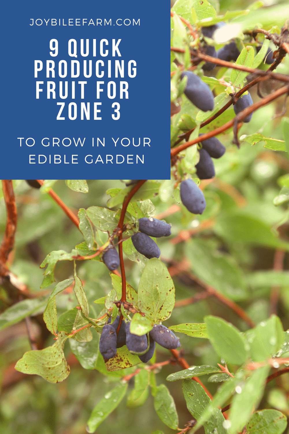 9 Quick Producing Fruit To Grow In Your Edible Garden In Zone 3