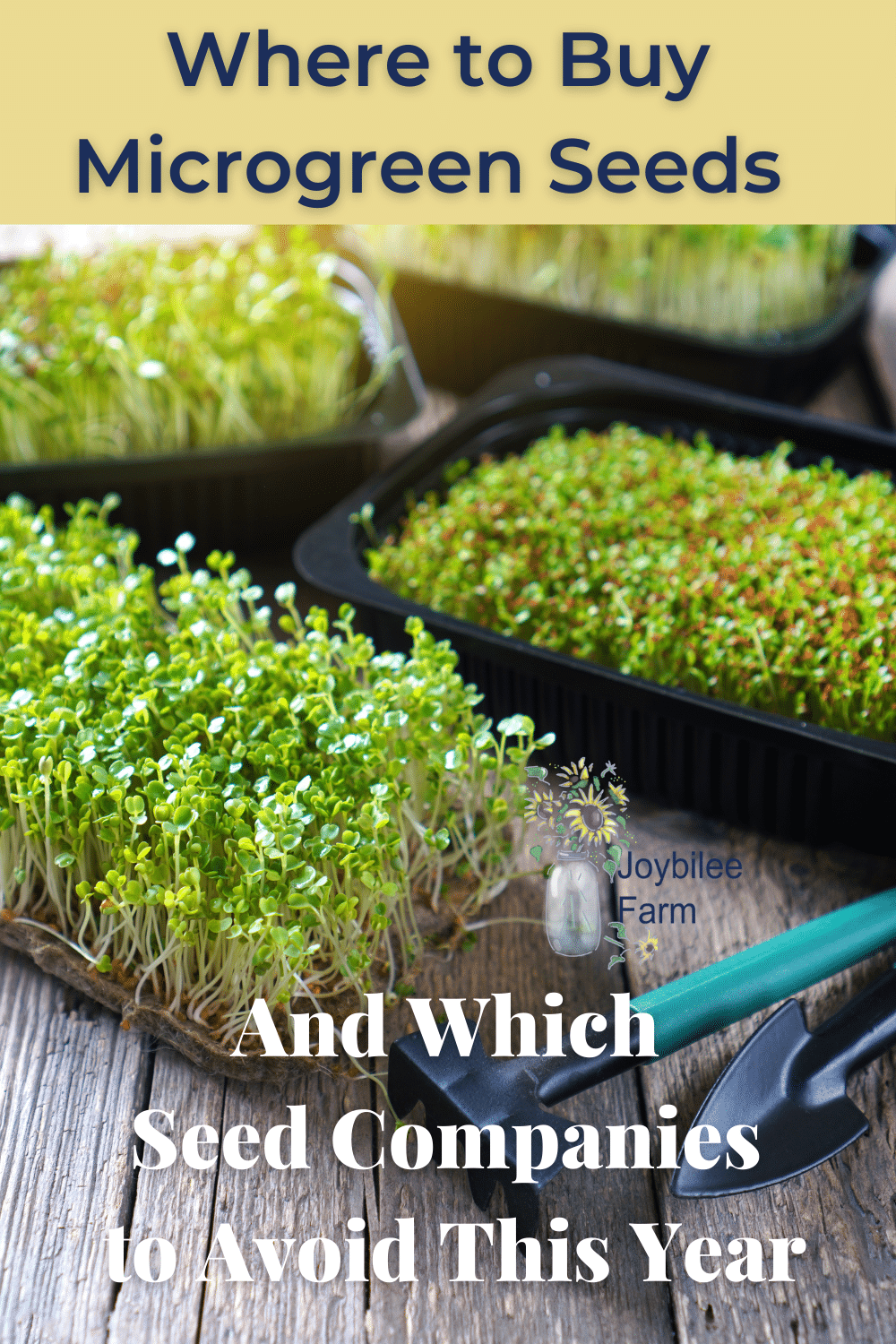 Where to Buy Microgreen Seeds and Which Companies to Avoid