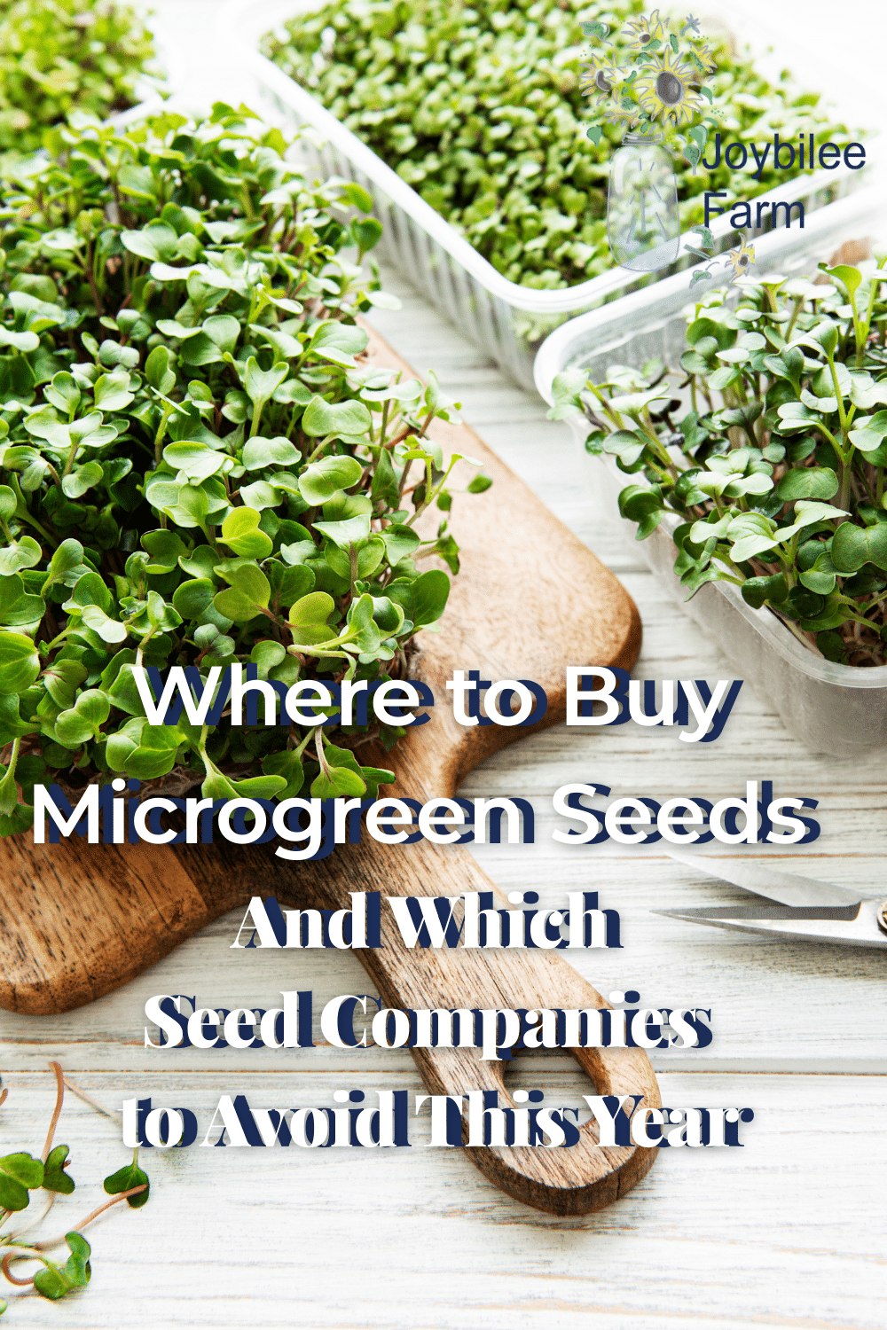 Where to Buy Microgreen Seeds and Which Companies to Avoid