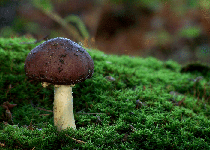 wine cap mushroom in forest