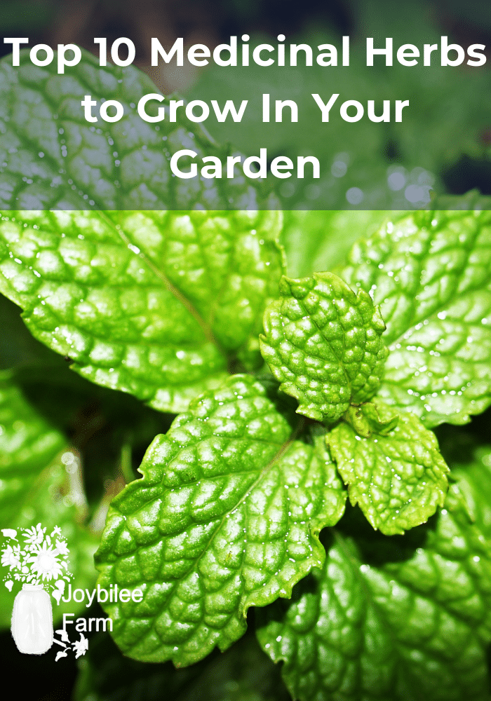 Top 10 Medicinal Herbs to Grow In Your Garden Joybilee Farm