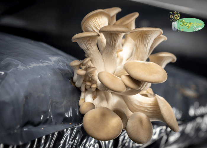 grenfel Oyster Mushroom 2 pp bagFree Medicine kit SpawnFirst Generation  Seed Price in India  Buy grenfel Oyster Mushroom 2 pp bagFree Medicine  kit SpawnFirst Generation Seed online at Flipkartcom