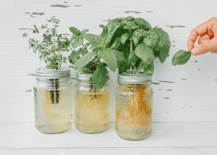 Regrow Vegetables For An Indoor Winter Garden - Joybilee Farm