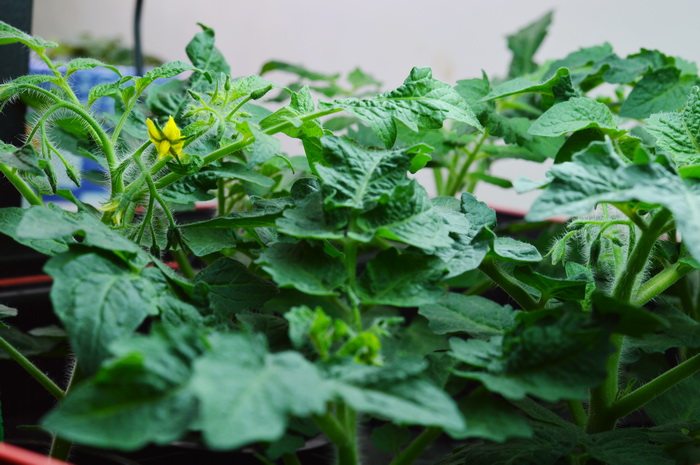 Net Pots Hold Plants And Medium Securely In Hydroponics Systems.