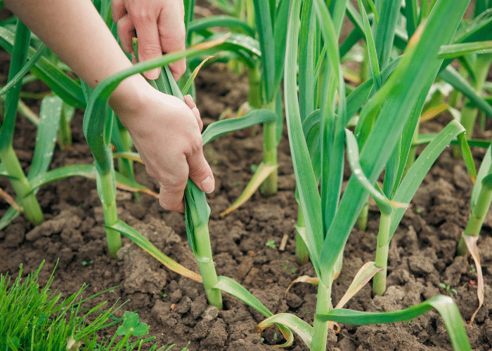 Garlic Companion Plants for Your Garden - Joybilee Farm